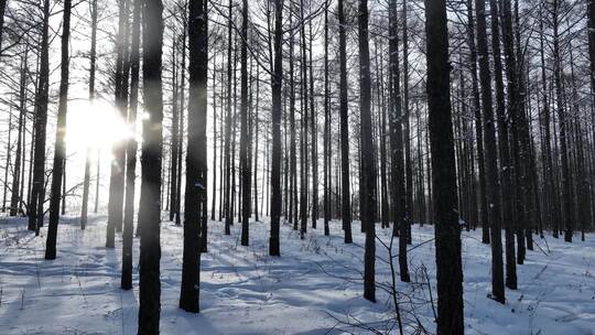 阳光光影雪松林