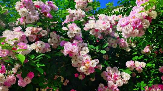 生态春天美丽刺蘼蔷薇花花朵花海自然风景