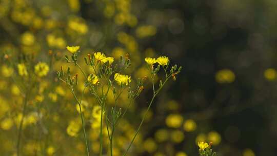 春日阳光下黄色花朵随风飘荡