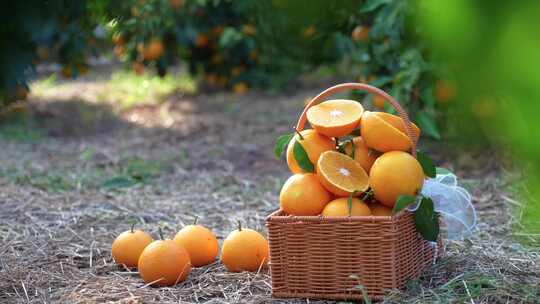 亲子休闲生活采摘季节橙橘子特写丰收弄果园
