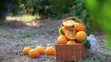 亲子休闲生活采摘季节橙橘子特写丰收弄果园高清在线视频素材下载