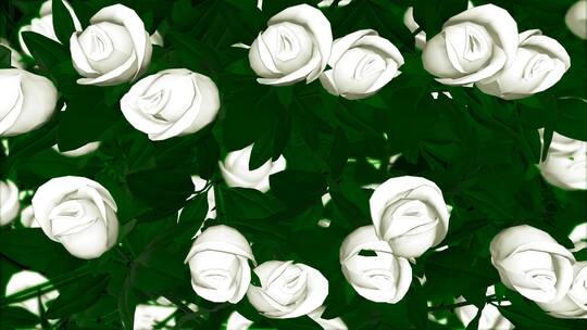 抒情唯美的白玫瑰