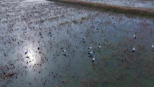 航拍山东黄河入海口湿地的东方白鹳