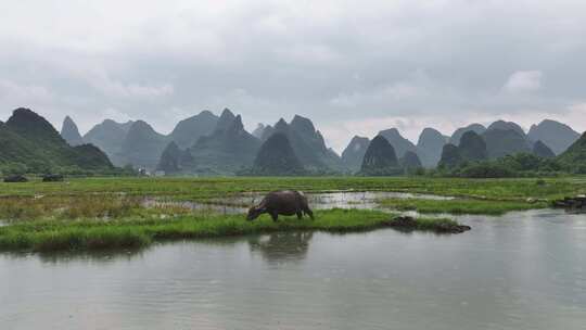 水边水牛在雨中草地吃草的自然景象