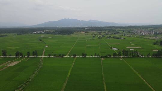 航拍 一望 无际 绿色 田园 农田 水稻 种植