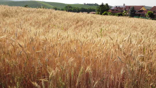 金黄色麦子 成熟的小麦