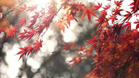 秋日逆光的红枫光影，南京中山植物园秋色