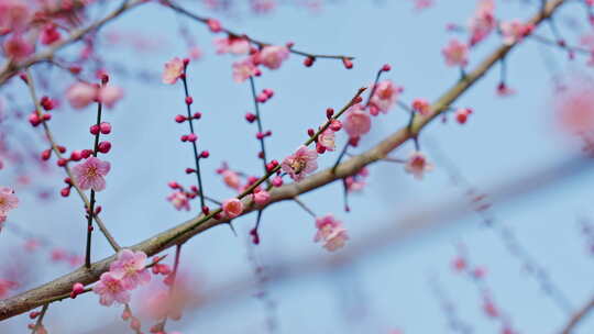 晴朗天气下西溪湿地盛开的梅花树与蜜蜂