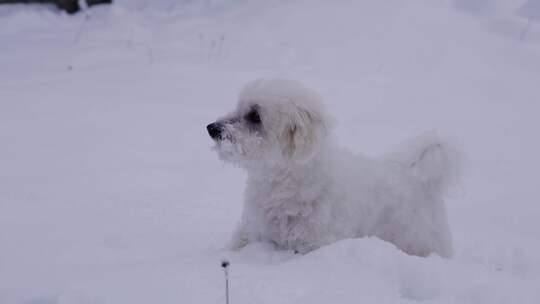 狗、雪、梗、冬天