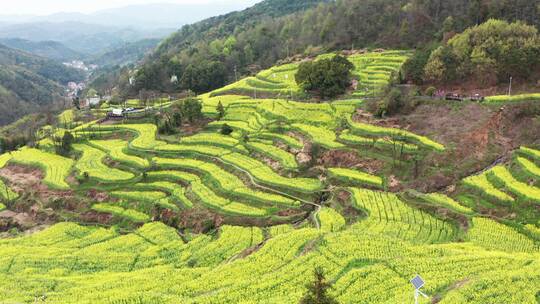 美丽乡村浦江民生村油菜花海梯田风光4K航拍