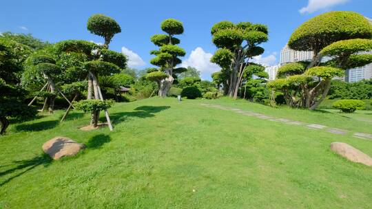 公园景观树造型修剪园林艺术园艺雕塑植物园