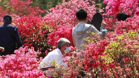 杜鹃花 