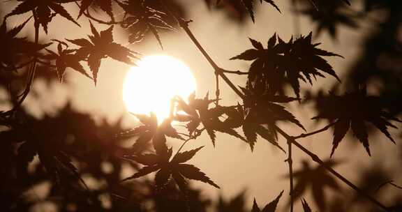 枫叶剪影 夕阳意境