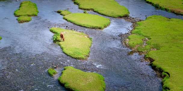 河流草原动物俯拍素材