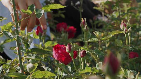 花农在花田采摘食用玫瑰花