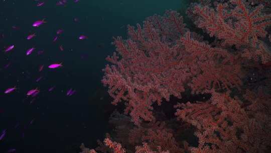 海扇，水下，珊瑚，海洋