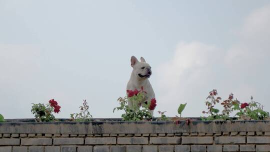 在屋顶的斗牛犬