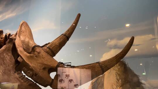 【镜头合集】大型恐龙化石猛犸象