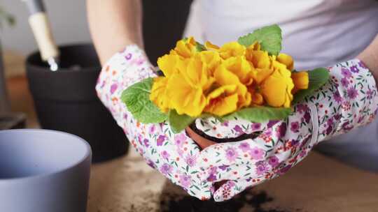 花盆、鲜花、手套、种植