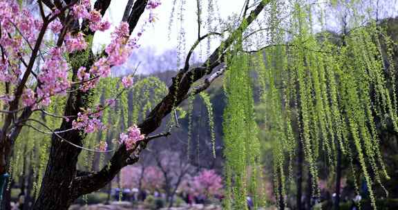 （慢镜）春风吹动樱花垂柳桃红柳绿