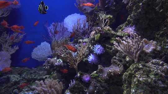 珊瑚 海洋 海底  海底世界视频素材模板下载
