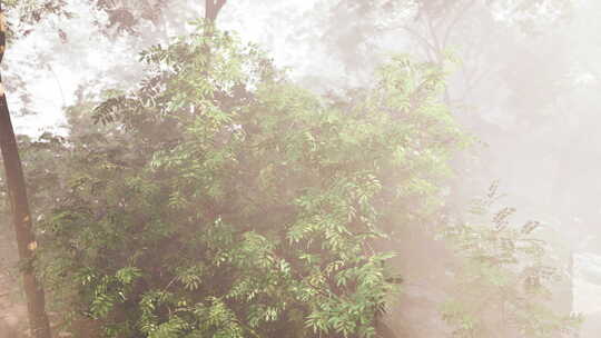 雾天阳光透过树林