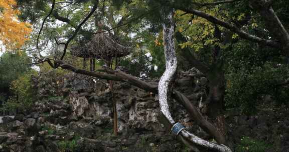 苏州怡园典雅庭院古风建筑