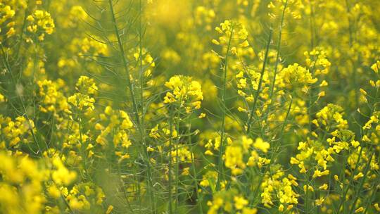 油菜花特写油菜花田蜜蜂花朵采蜜