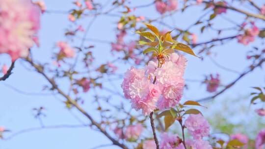 春天粉红色的樱花晚樱绽放