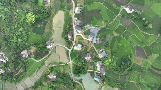 航拍贵州遵义湄潭山野田间夏季茶园风景