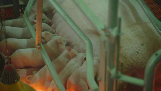 一群小猪在抢着吃奶 养猪场