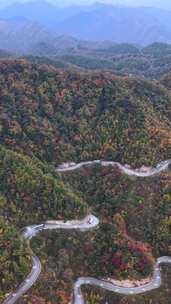 竖屏航拍四川米仓山秋景