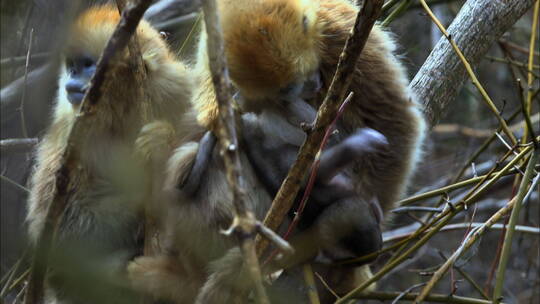 新出生的金丝猴幼崽10