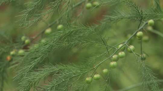 北方农村芦笋种植一组07