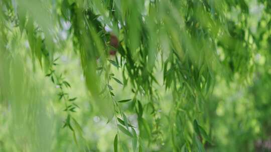 绿柳飘飘