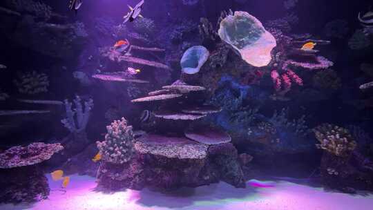 海底世界水族馆的鱼视频素材模板下载