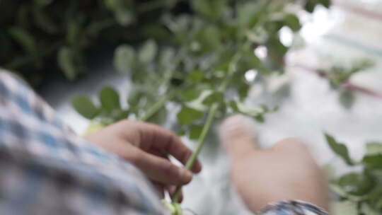 云南地拍种花基地内花农鲜花分类特写