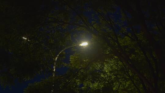 夜景树下的路灯
