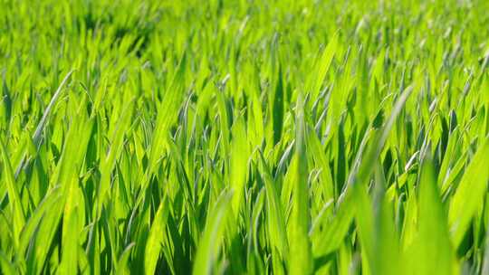 风中阳光下的绿色小草麦苗视频素材模板下载