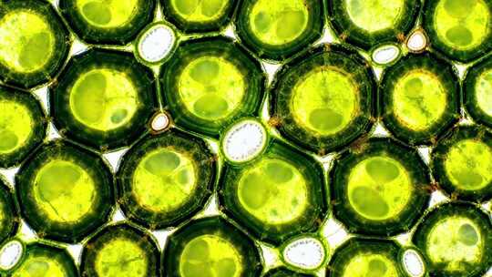 显微镜下的水稻叶子细胞 微观植物细胞结构