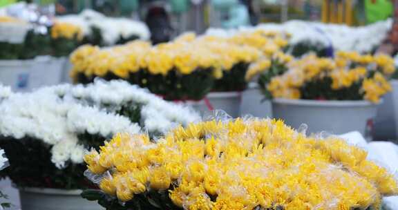 清明节 白菊花 黄菊花 鲜花 祭奠 追思