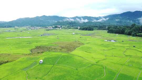 阿鲁纳恰尔邦稻田鸟瞰图。