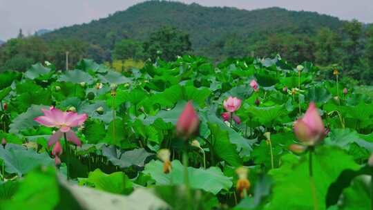 信阳市新县郭家河湿地公园自然风景小河航拍