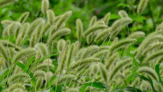 野草狗尾草毛毛狗