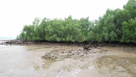 海湾滩涂边的无瓣海桑树航拍