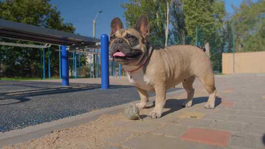 雌性法国斗牛犬等待命令取回球