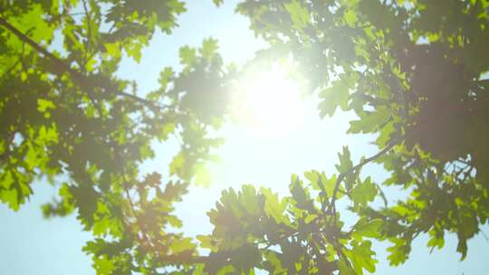 阳光透过树叶 树叶 阳光 太阳 夏天