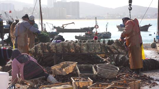 山东威海的渔民收获扇贝