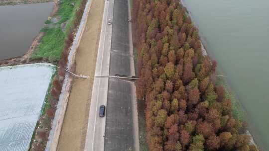 佛山顺德水道秋景落羽杉航拍4K