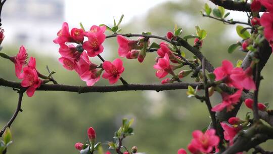 春天海棠花树